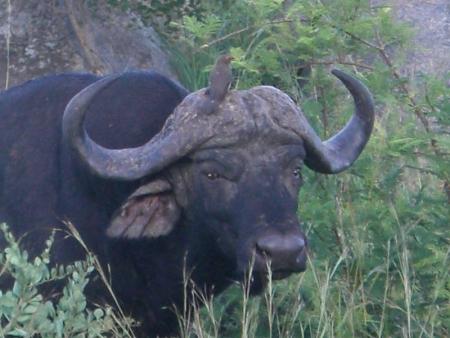 Buffalo de près.
